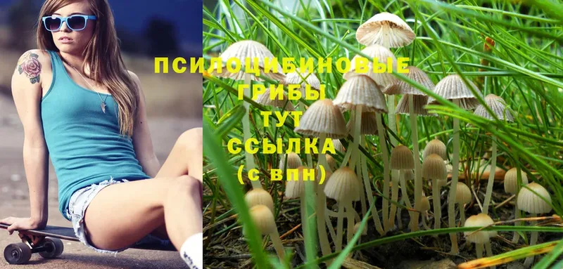 Галлюциногенные грибы Psilocybine cubensis  мега tor  Каспийск 